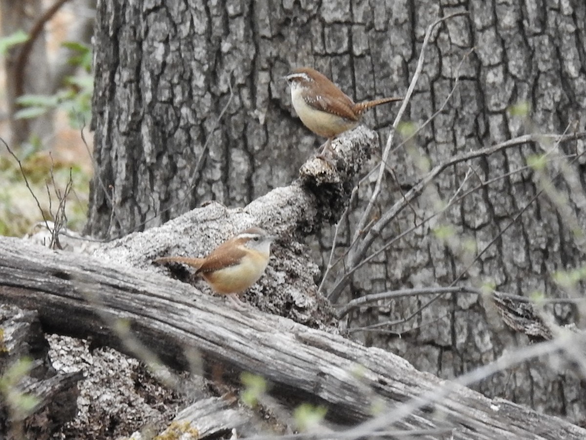 Carolina Wren - ML316256861