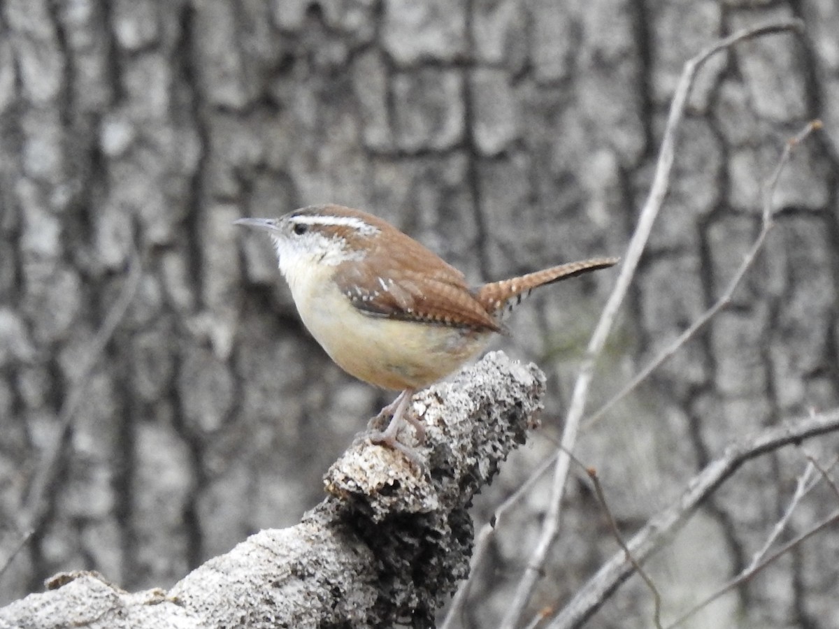 Carolina Wren - ML316256881