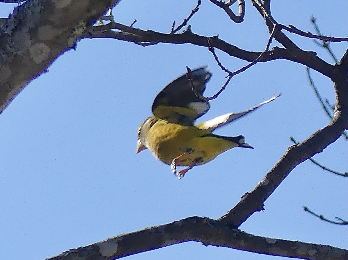 Evening Grosbeak - ML316256911