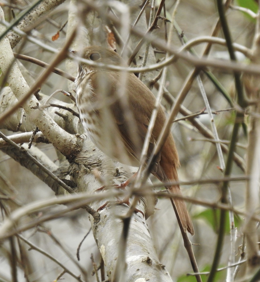 Hermit Thrush - ML316257031