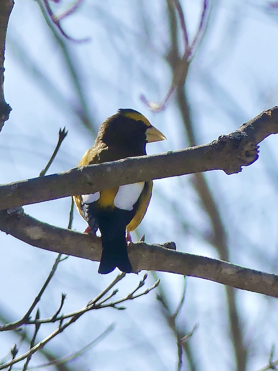 Evening Grosbeak - Laura Blutstein