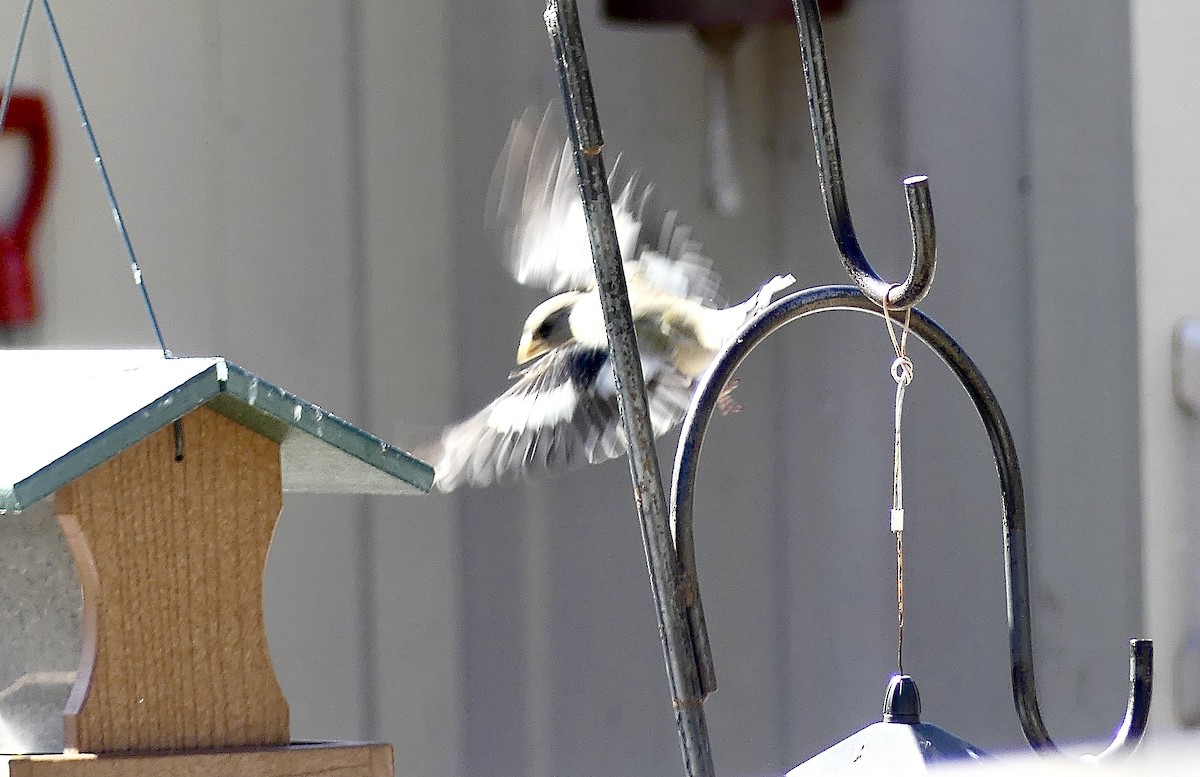 Evening Grosbeak - ML316257201