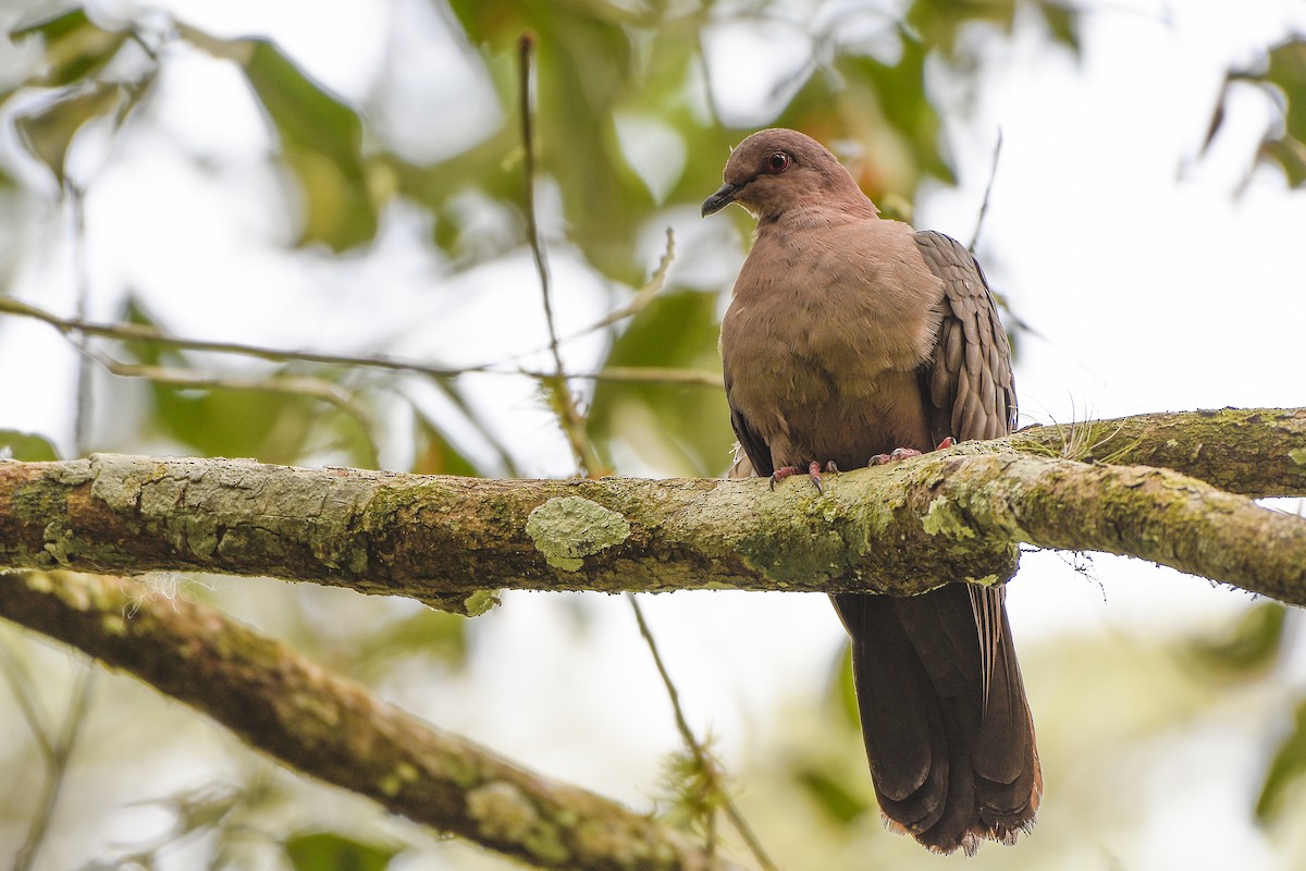 Short-billed Pigeon - ML316258511