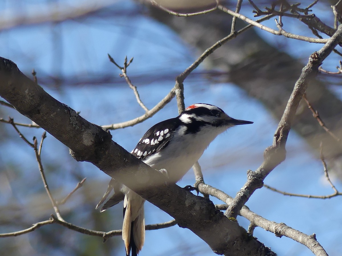 Hairy Woodpecker - ML316259791