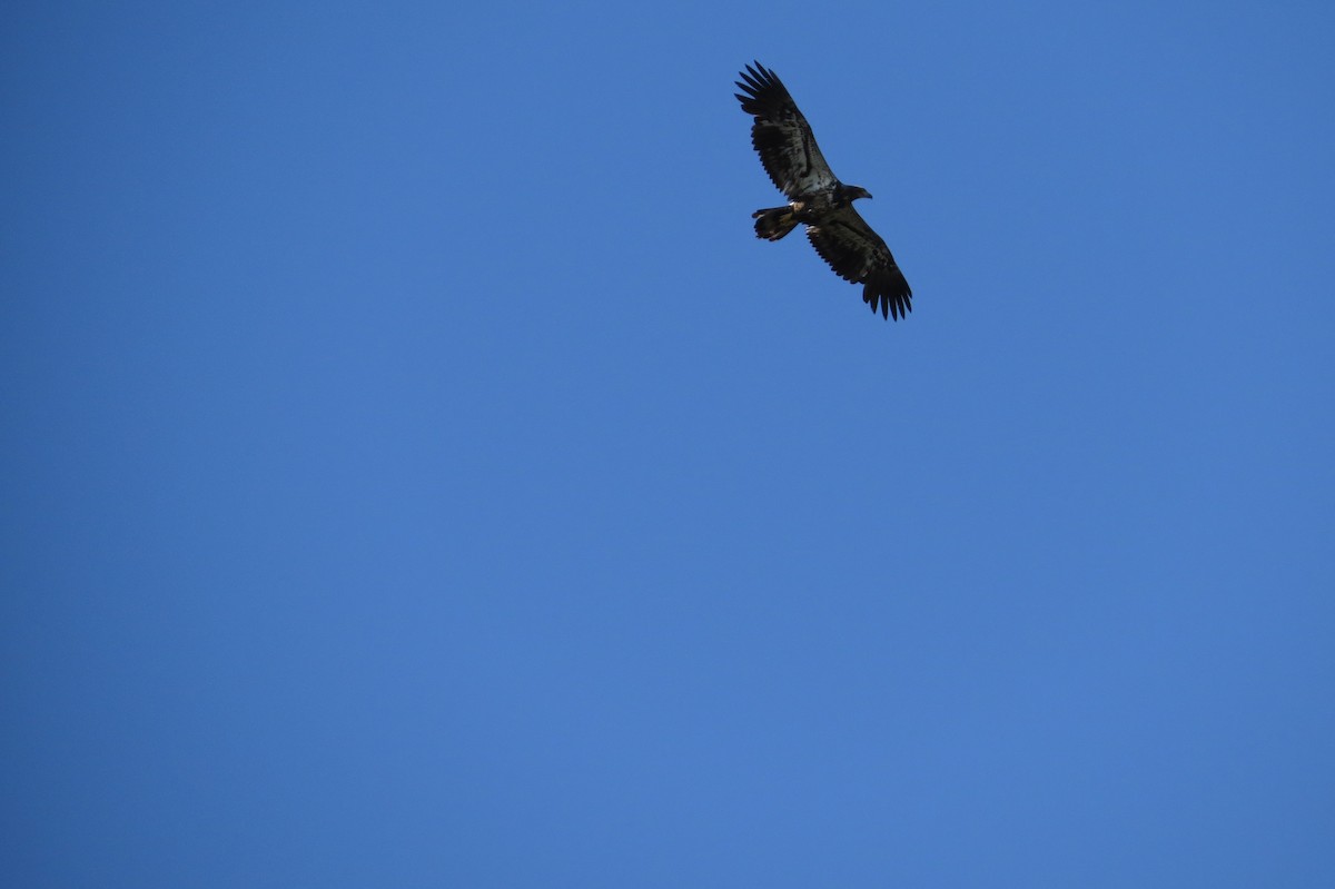 Bald Eagle - France Paulsen