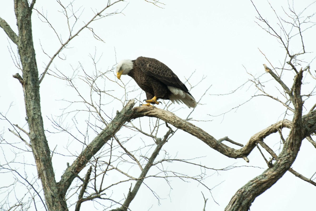 Bald Eagle - ML316260291