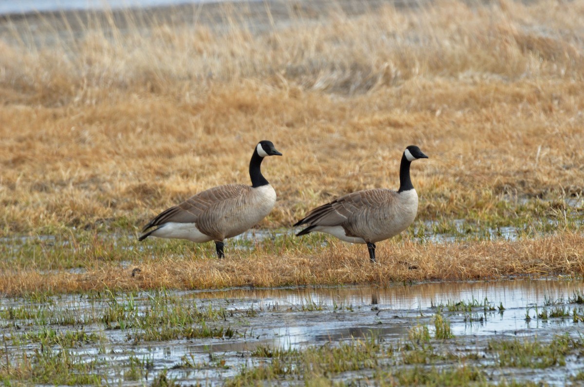 Canada Goose - Brian Johnson