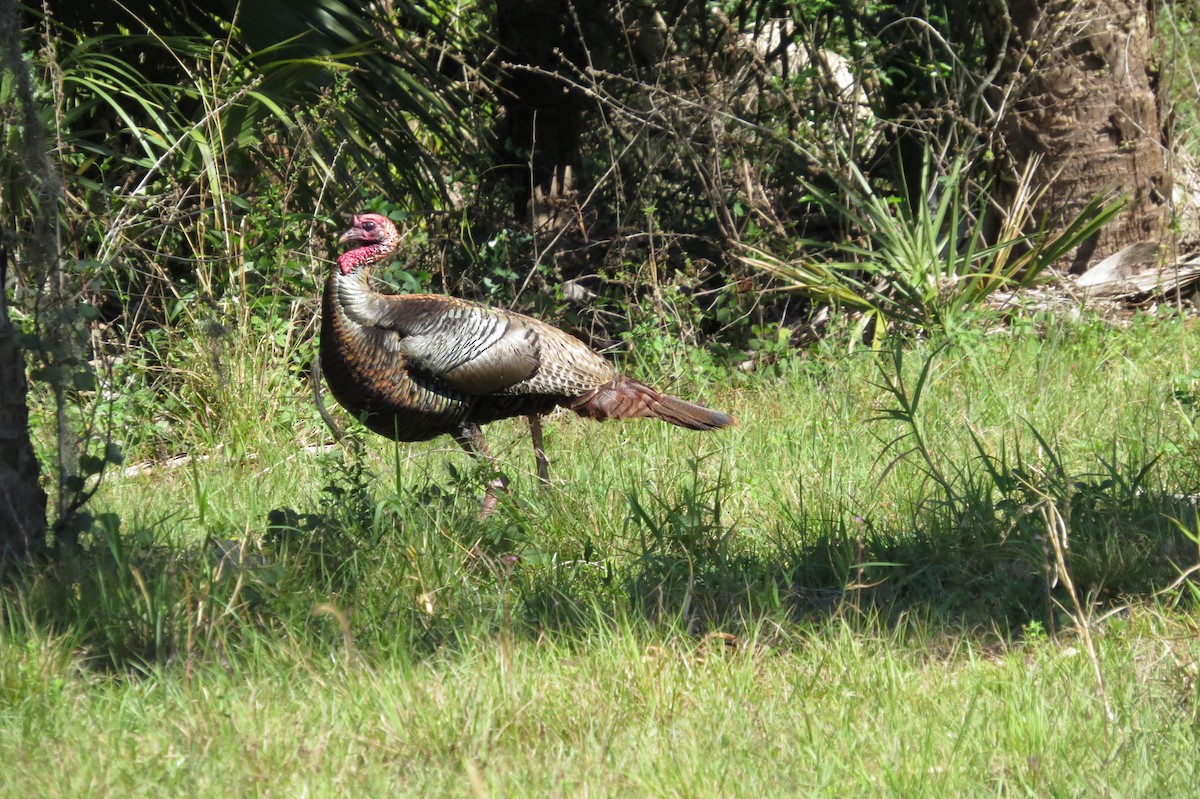 Wild Turkey - France Paulsen