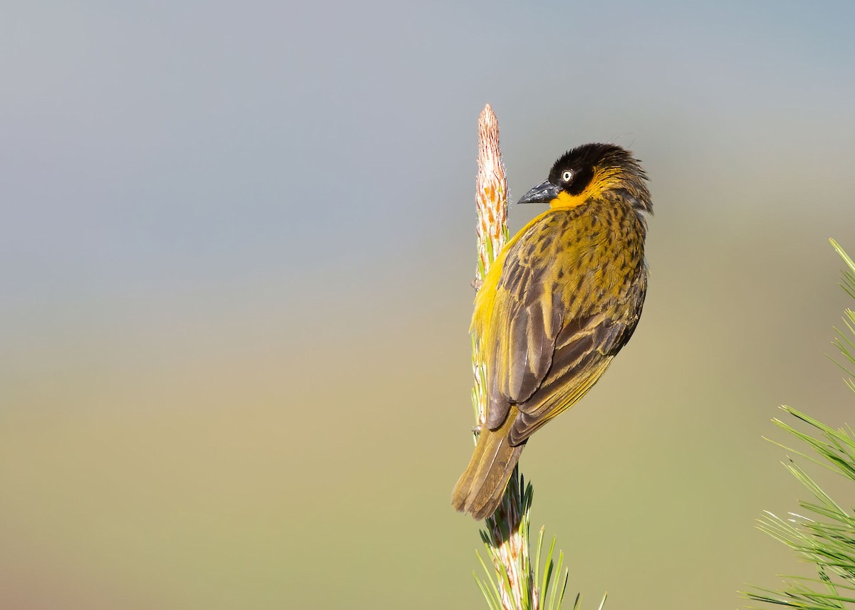 Baglafecht Weaver - ML316262761