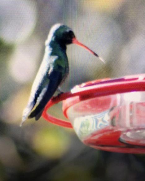 Broad-billed Hummingbird - Anne Spence