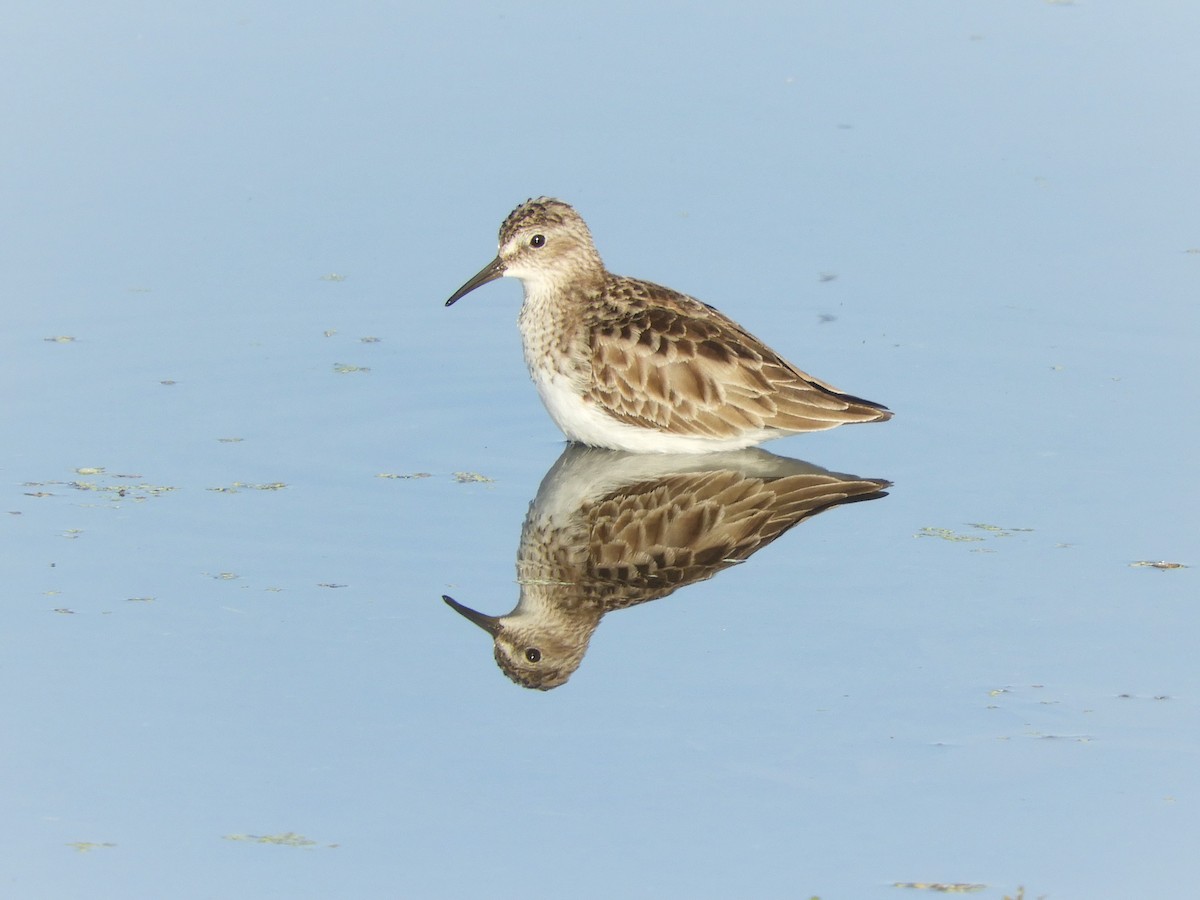 Least Sandpiper - Shane Carroll