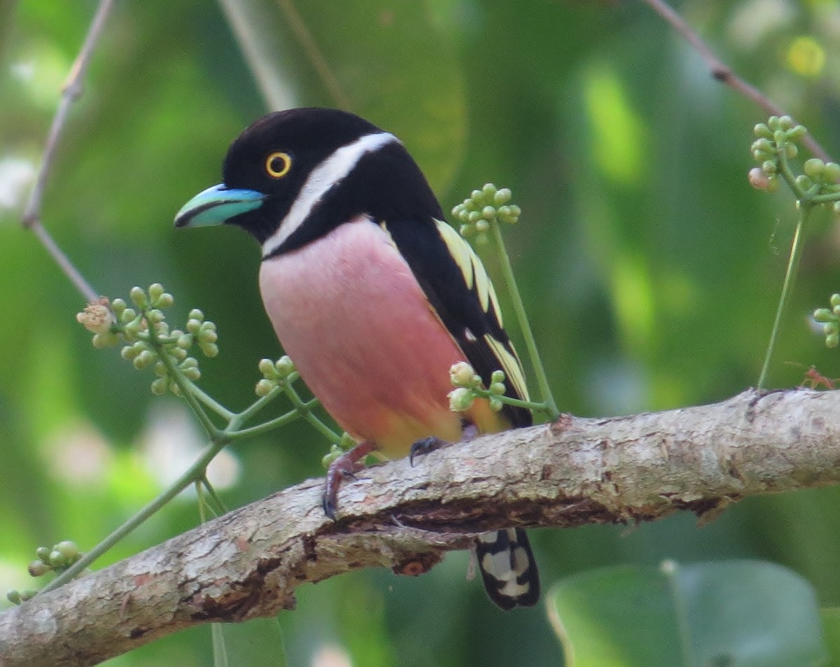 Black-and-yellow Broadbill - Shaun Robson