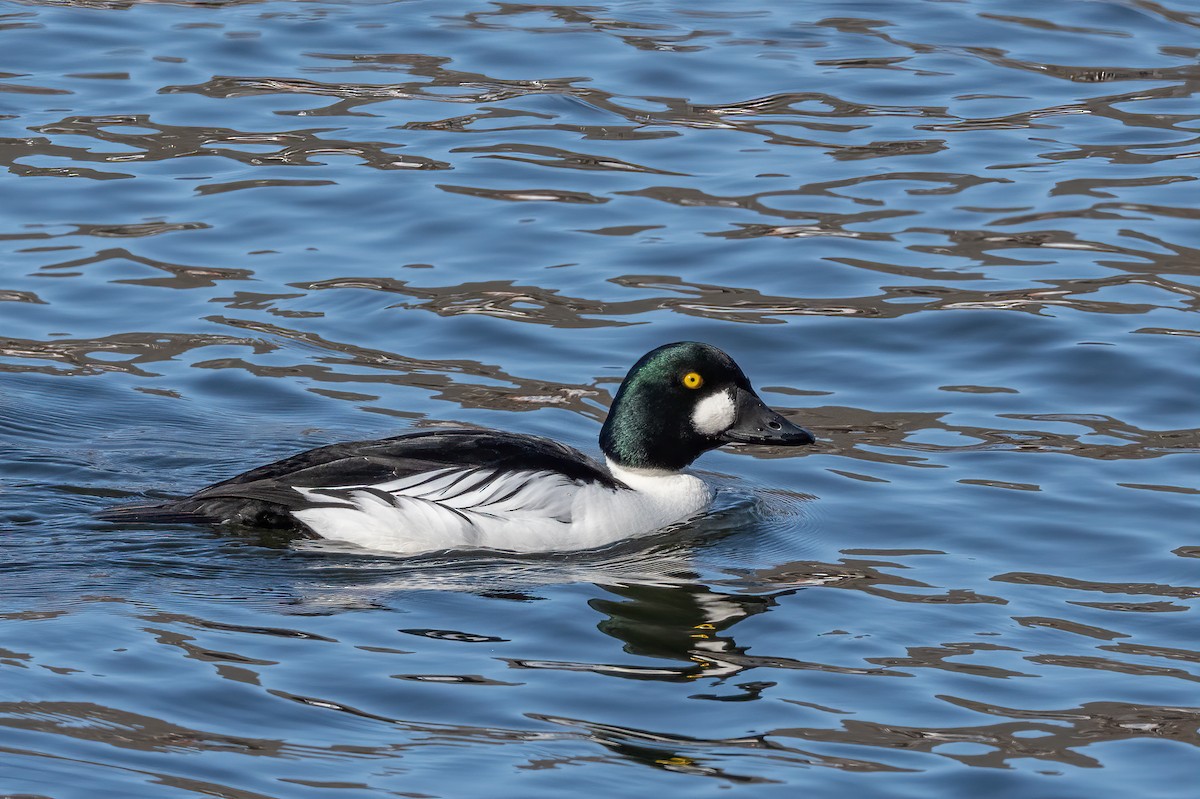 Common Goldeneye - ML316264921