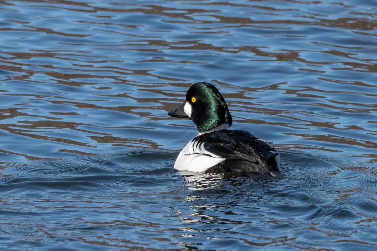 Common Goldeneye - ML316264931