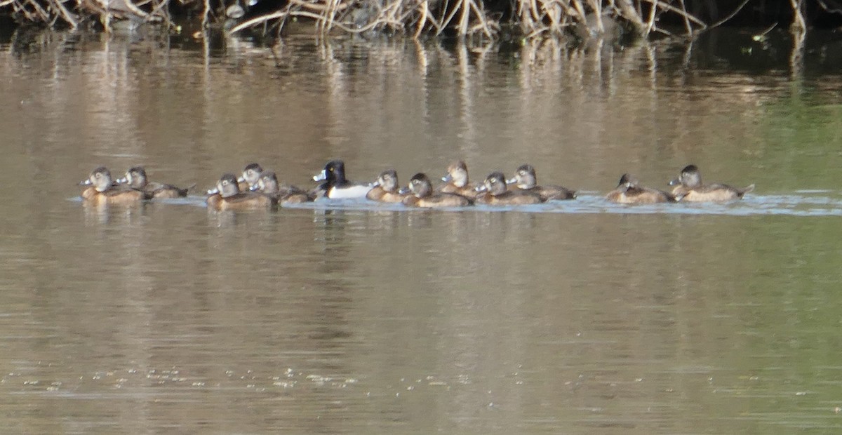 Ring-necked Duck - Steve Tillander