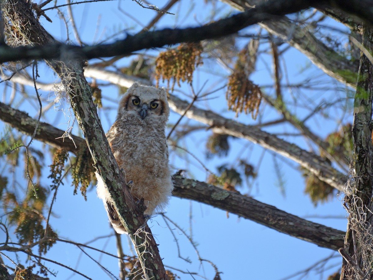 Great Horned Owl - ML316266931