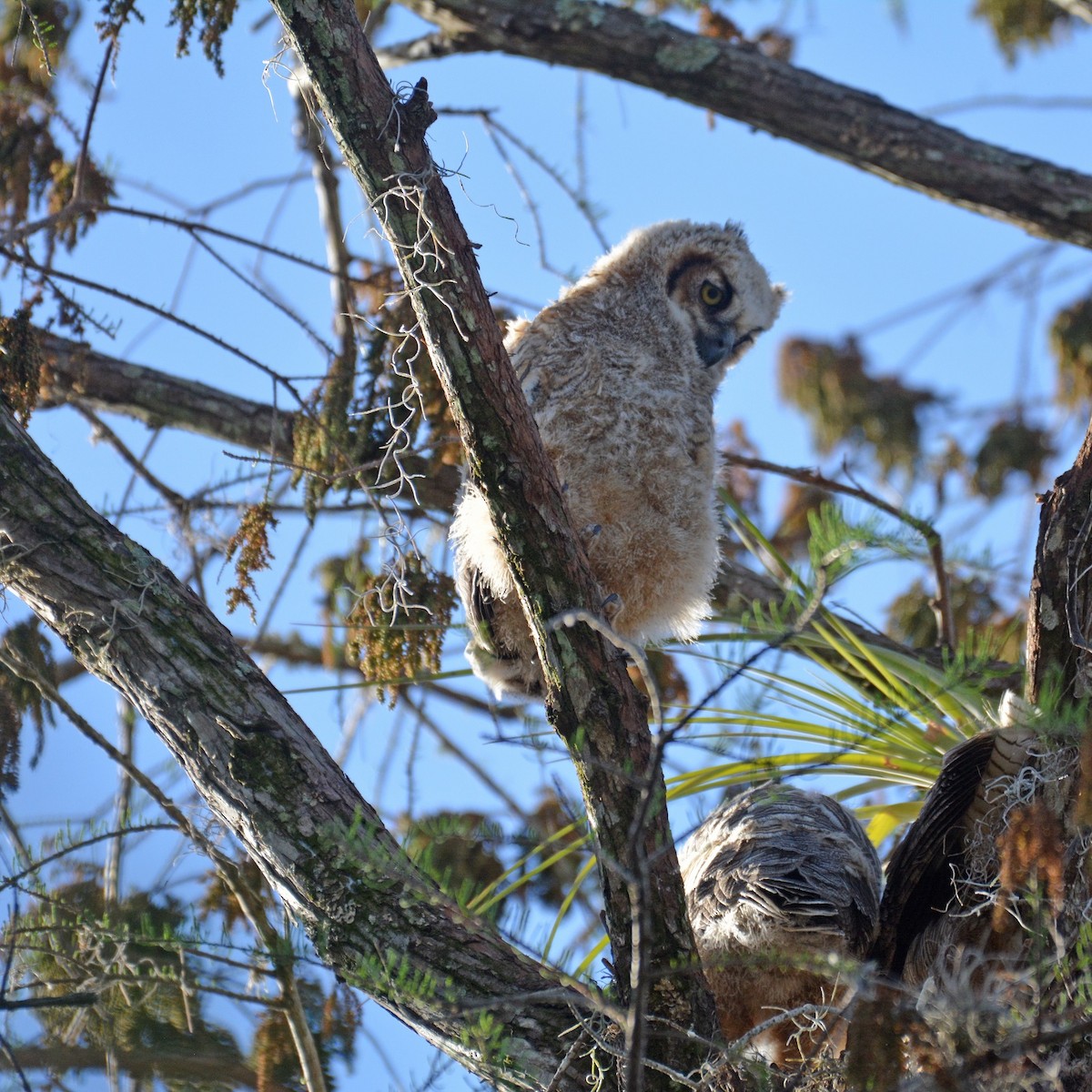 Great Horned Owl - ML316267191