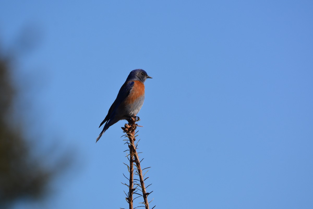 Western Bluebird - ML316272881