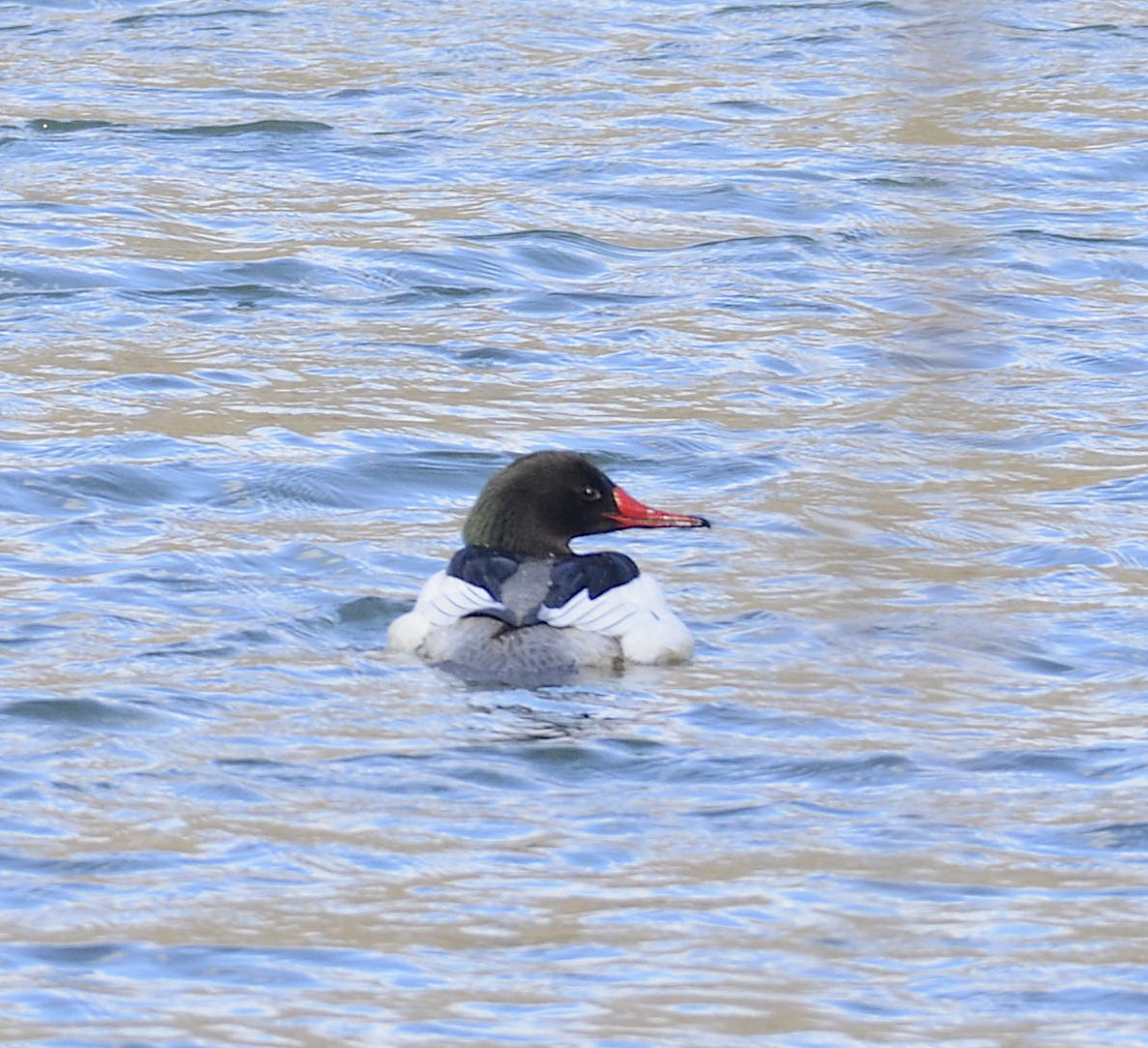 Common Merganser - Andrew Mack