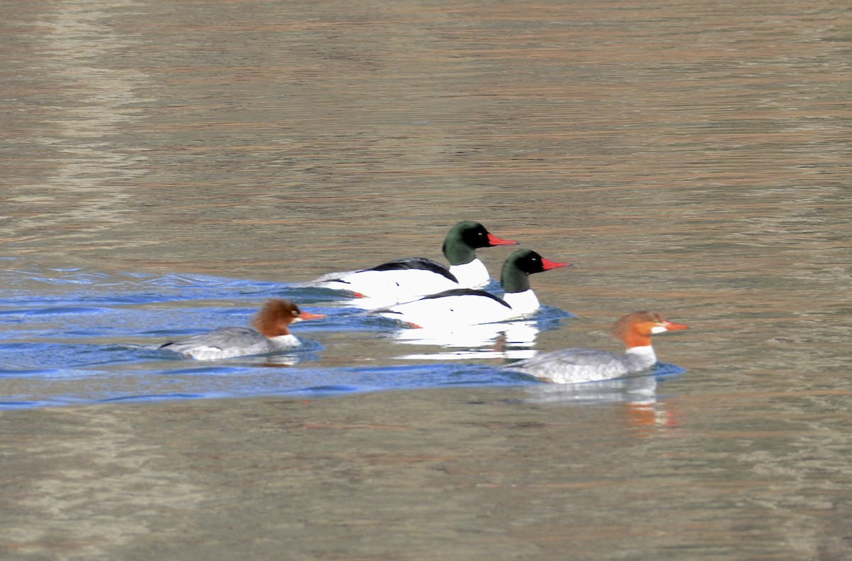 Common Merganser - Andrew Mack