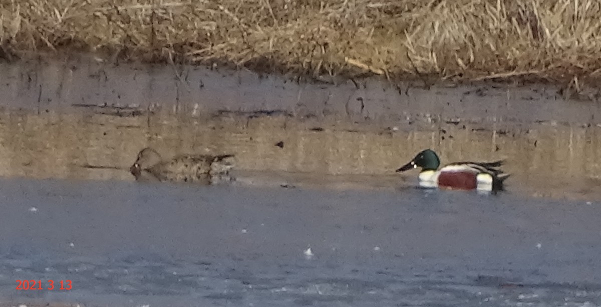 Northern Shoveler - ML316275411