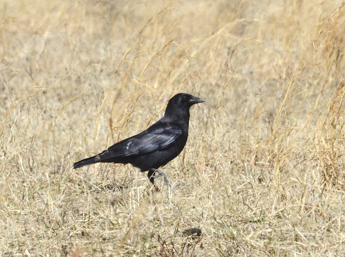 American Crow - Andrew Mack