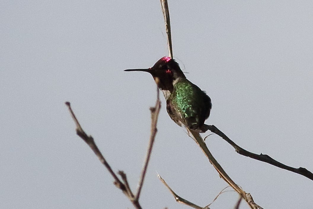 Anna's Hummingbird - ML316275731