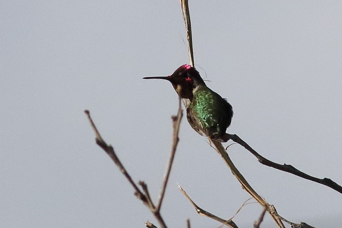 Anna's Hummingbird - ML316275741