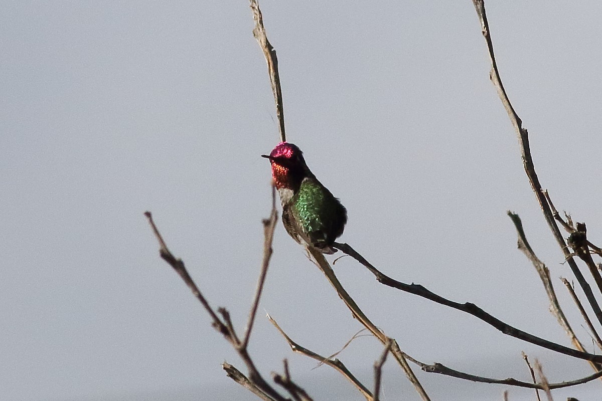 rødmaskekolibri - ML316275771