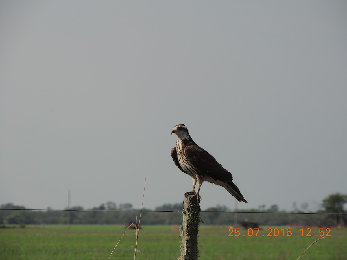 Snail Kite - ML31627651