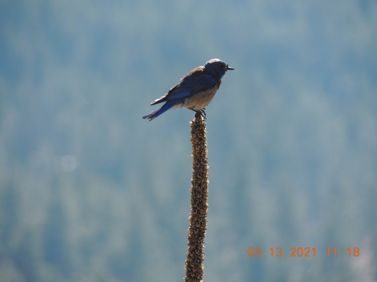 Western Bluebird - ML316276611