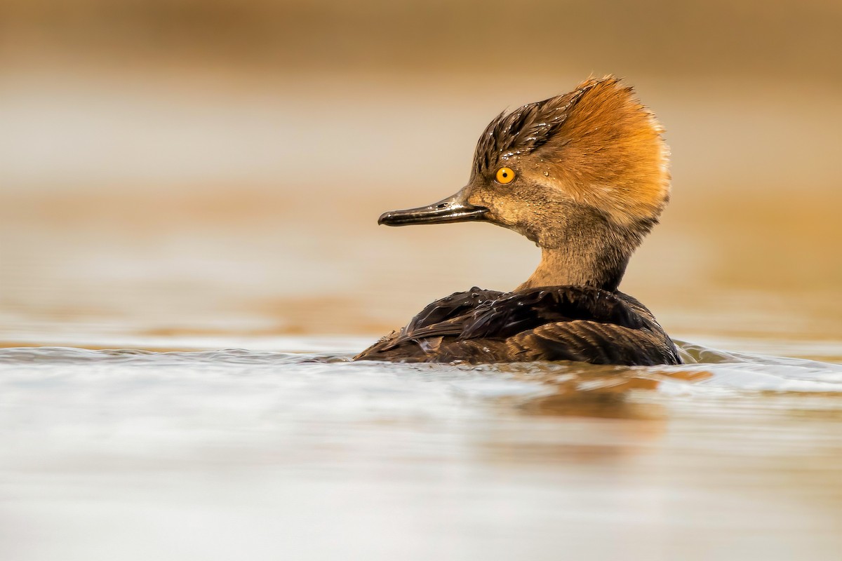 Hooded Merganser - ML316284931