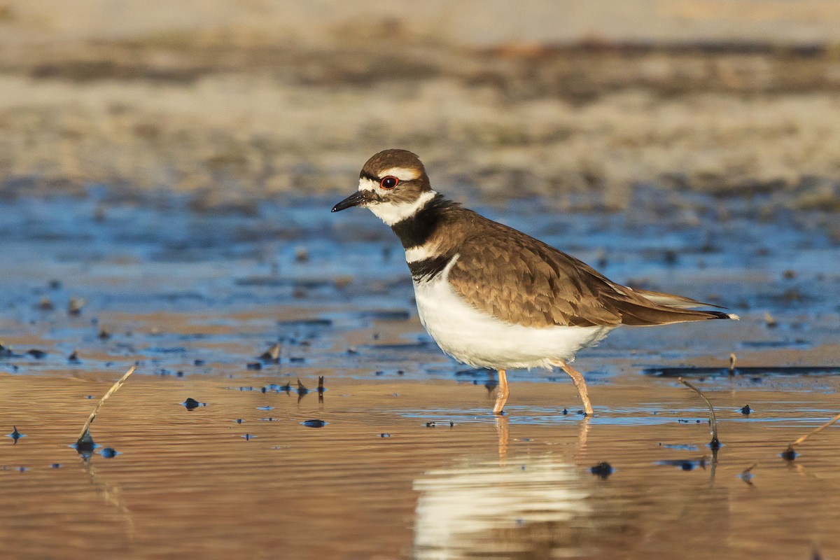 Killdeer - Brian Stahls