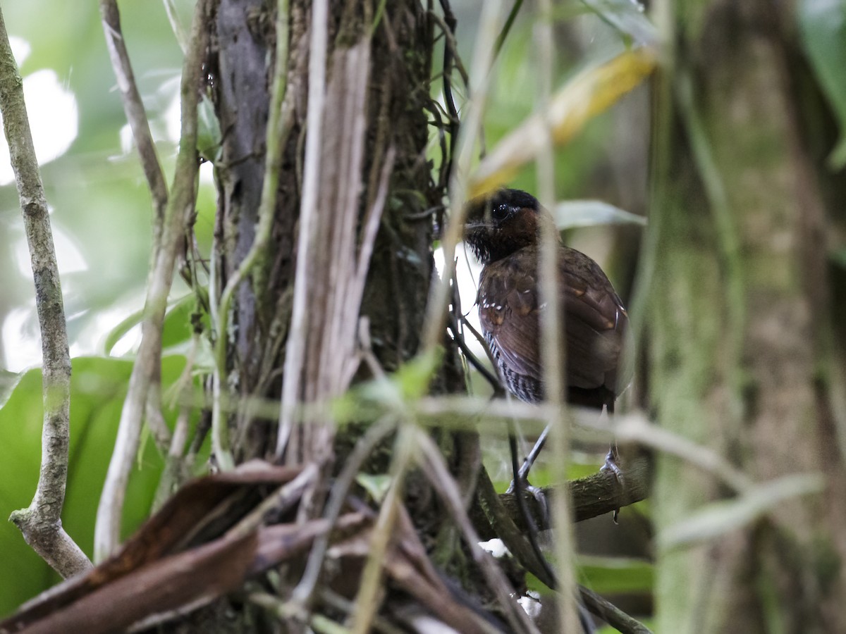 Black-crowned Antpitta - Nick Athanas