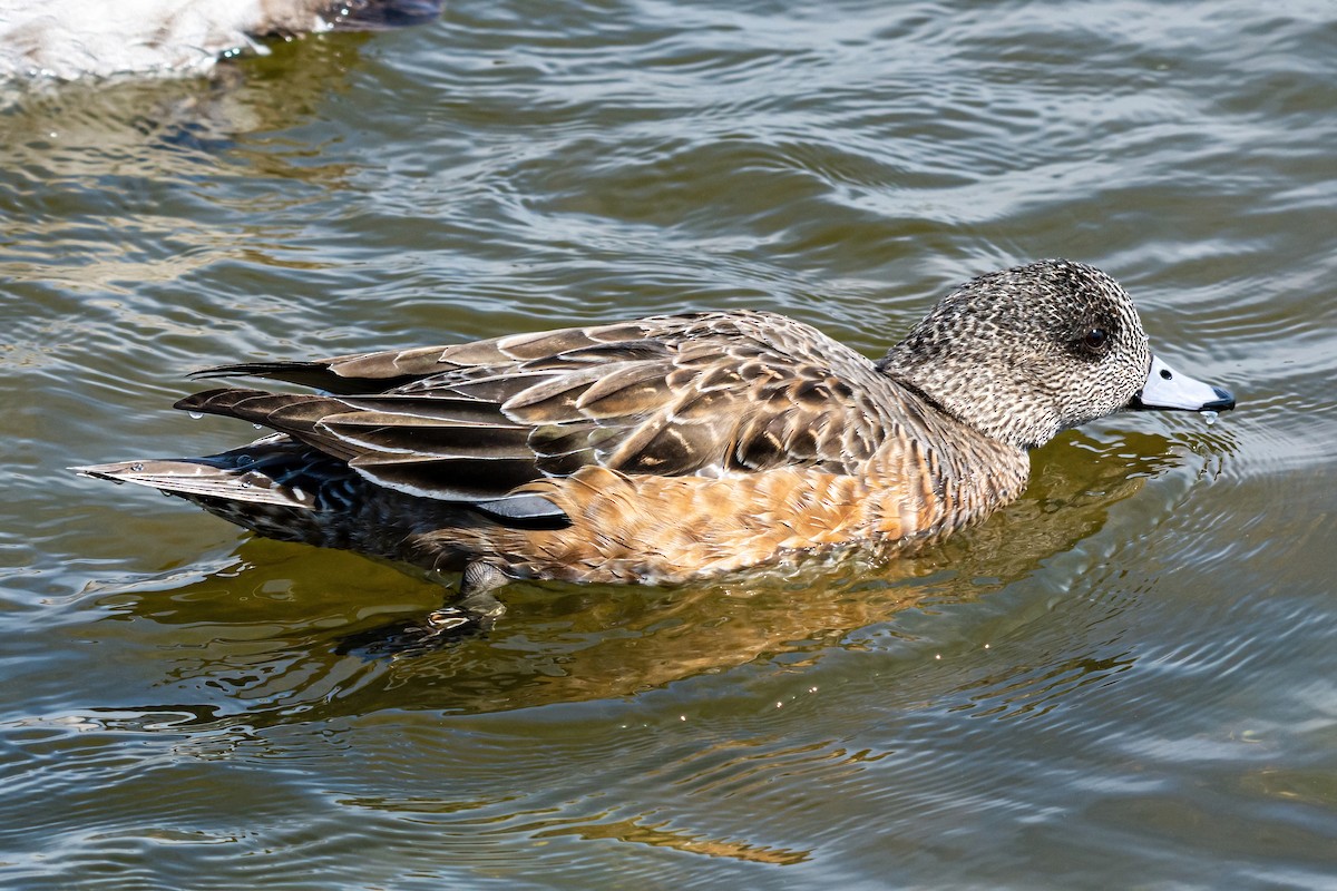 American Wigeon - ML316287851