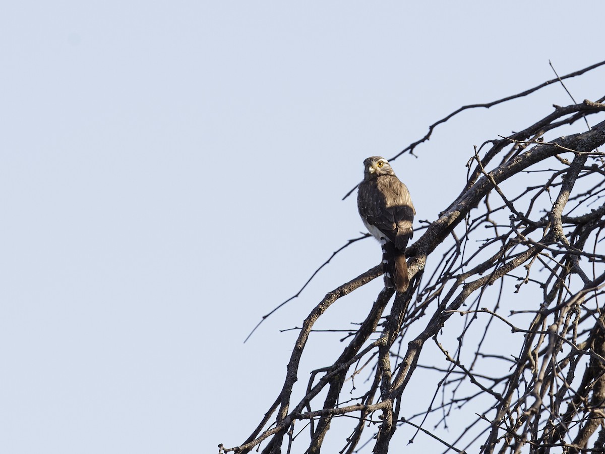 Spot-winged Falconet - Nick Athanas