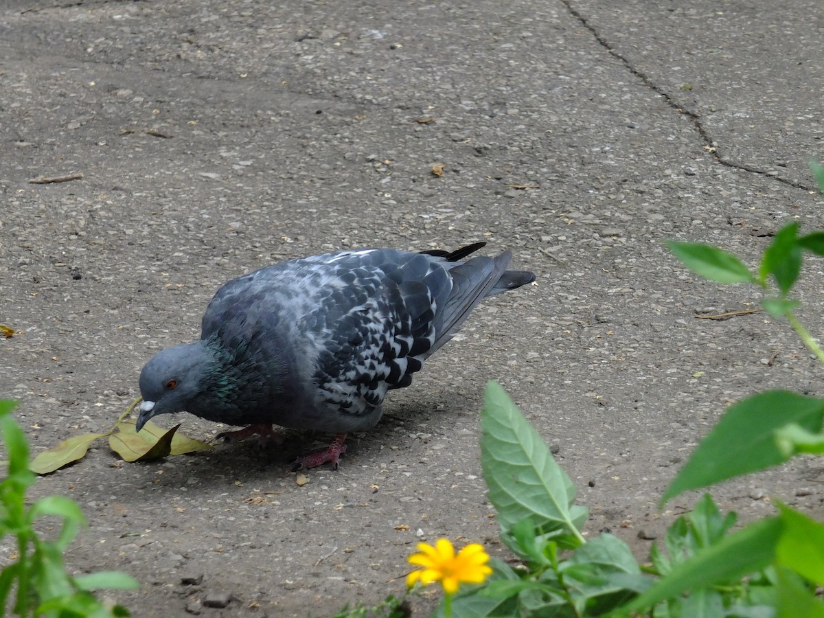 Rock Pigeon (Feral Pigeon) - Andrey Korobkov