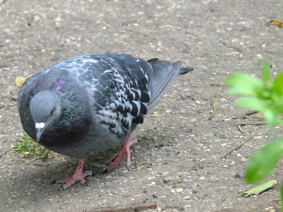 Rock Pigeon (Feral Pigeon) - Andrey Korobkov