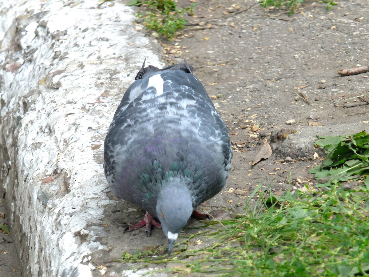 Rock Pigeon (Feral Pigeon) - Andrey Korobkov