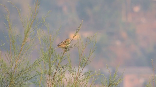 Zitting Cisticola - ML316291461