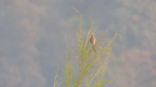 Prinia Delicada - ML316291491