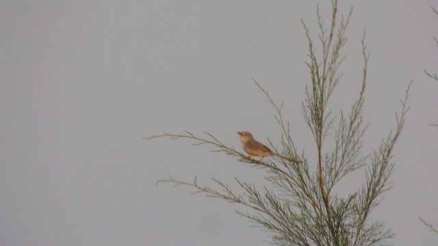 Prinia Delicada - ML316291711