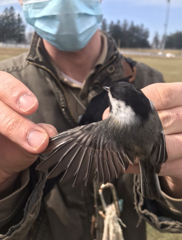 Black-capped Chickadee - ML316292701