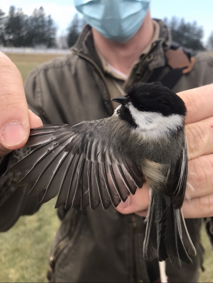 Mésange à tête noire - ML316293091