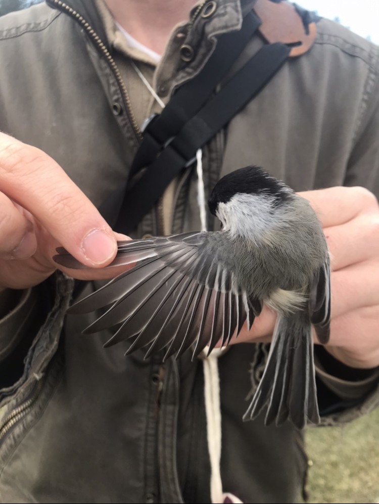 Black-capped Chickadee - ML316293111