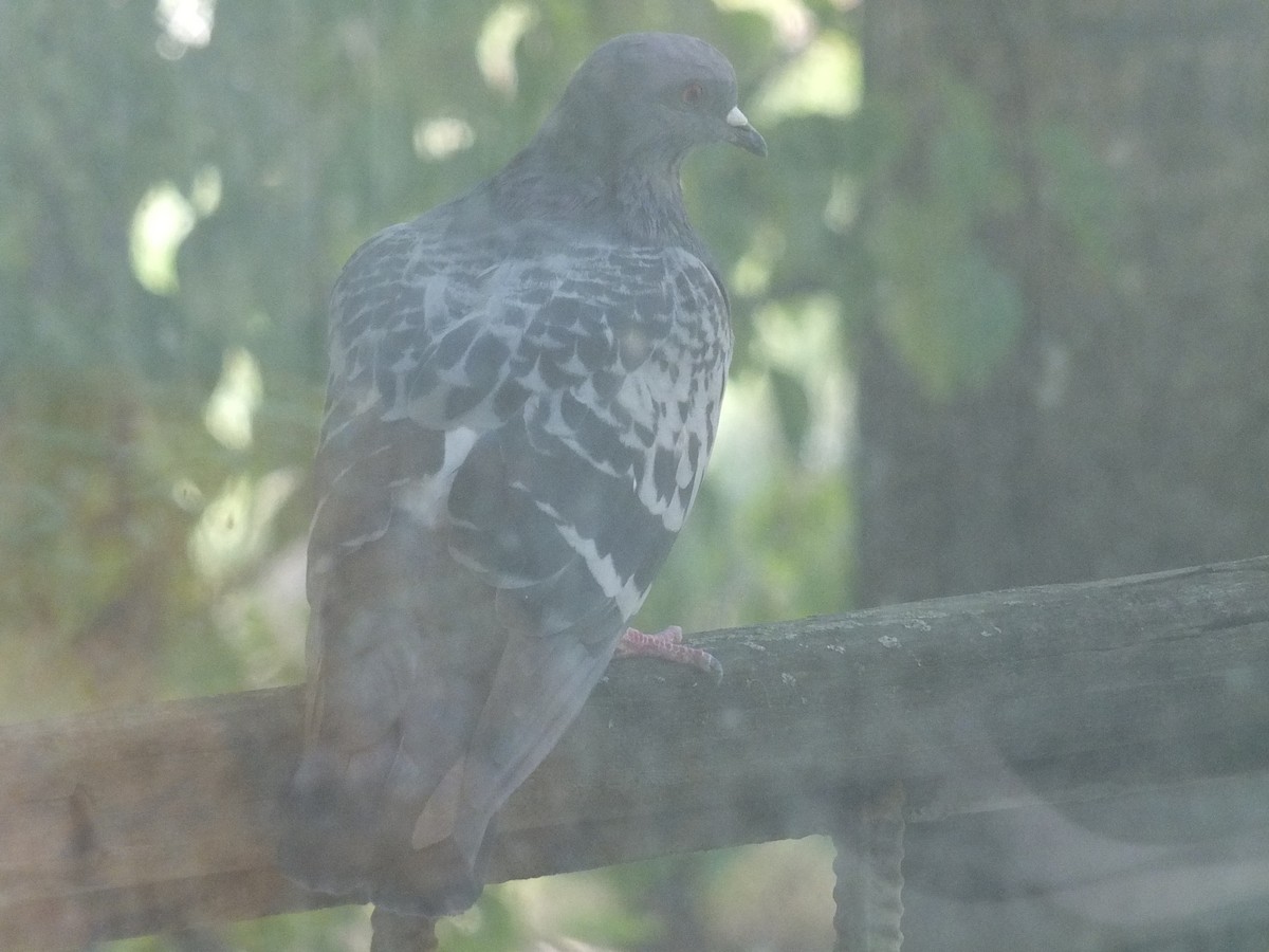 Rock Pigeon (Feral Pigeon) - Andrey Korobkov