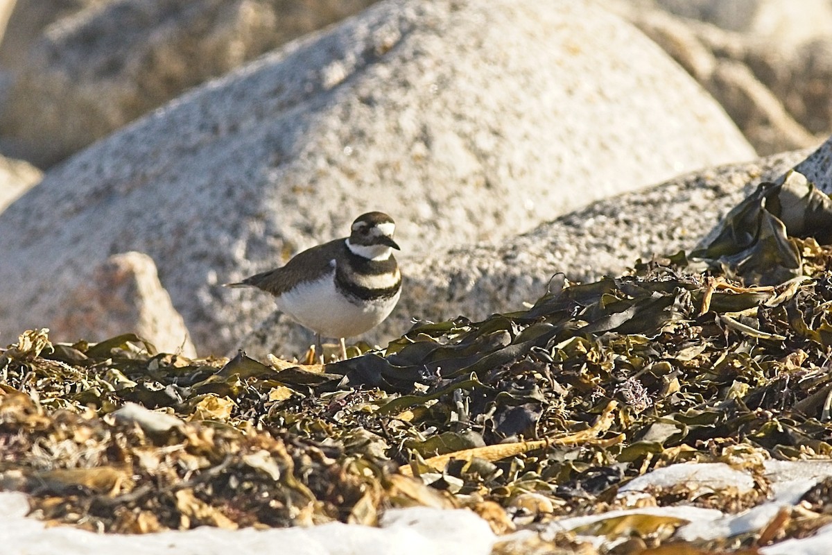 Killdeer - ML316293611