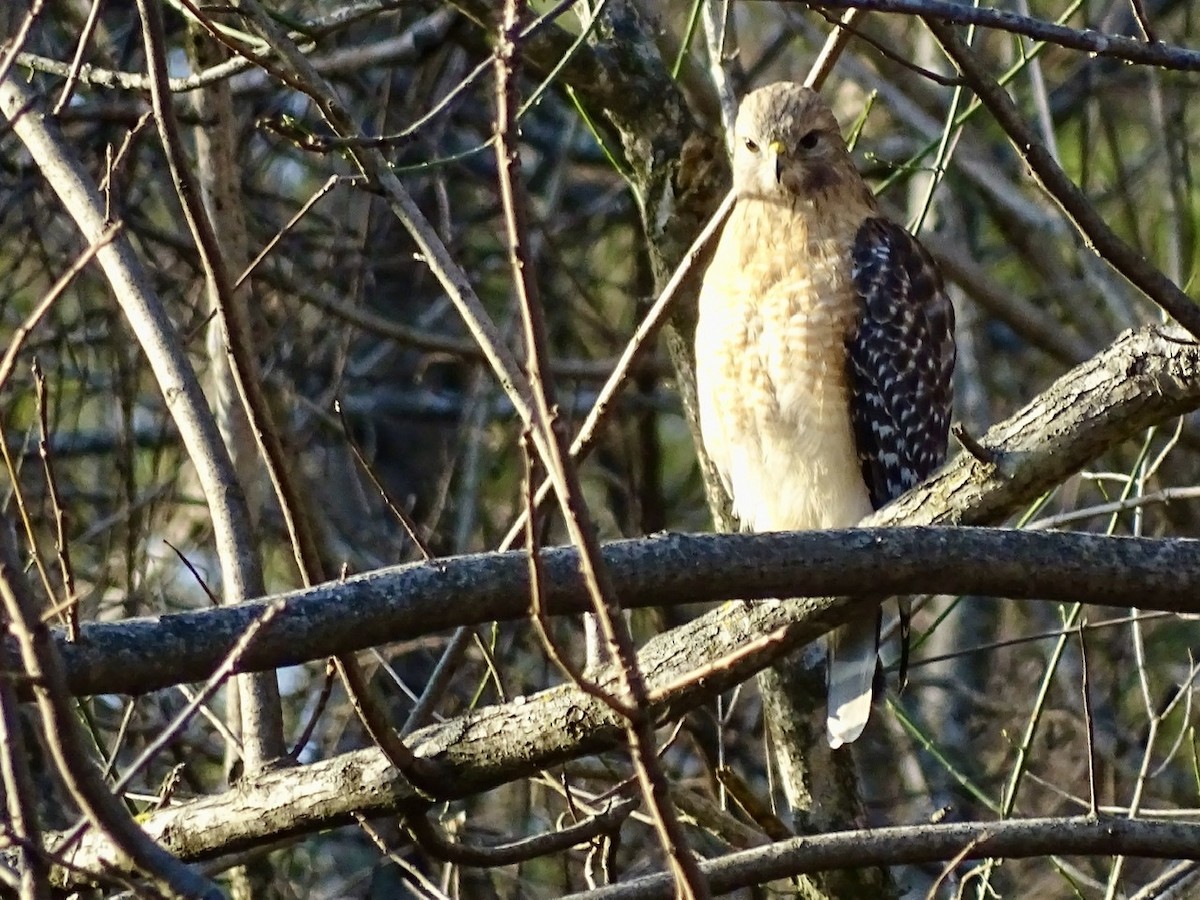 Red-shouldered Hawk - ML316294521
