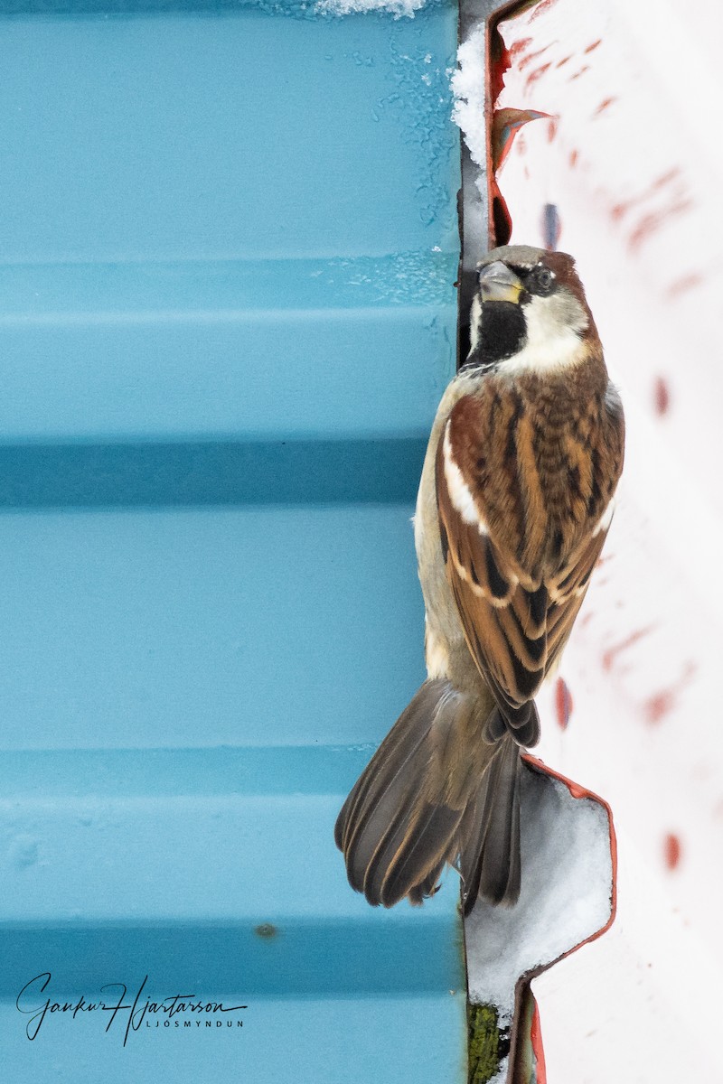 House Sparrow - Gaukur Hjartarson