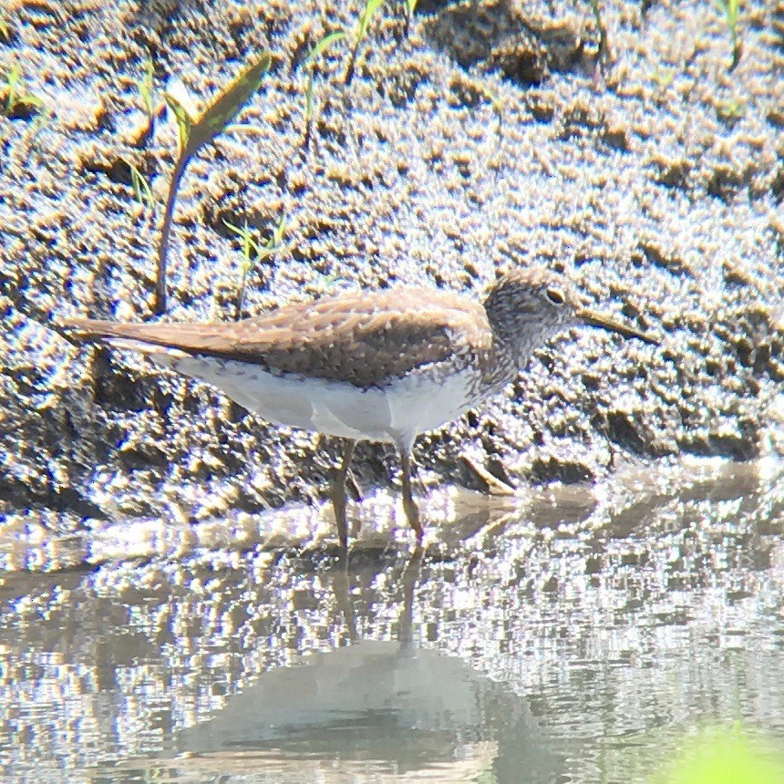 Solitary Sandpiper - ML31629731